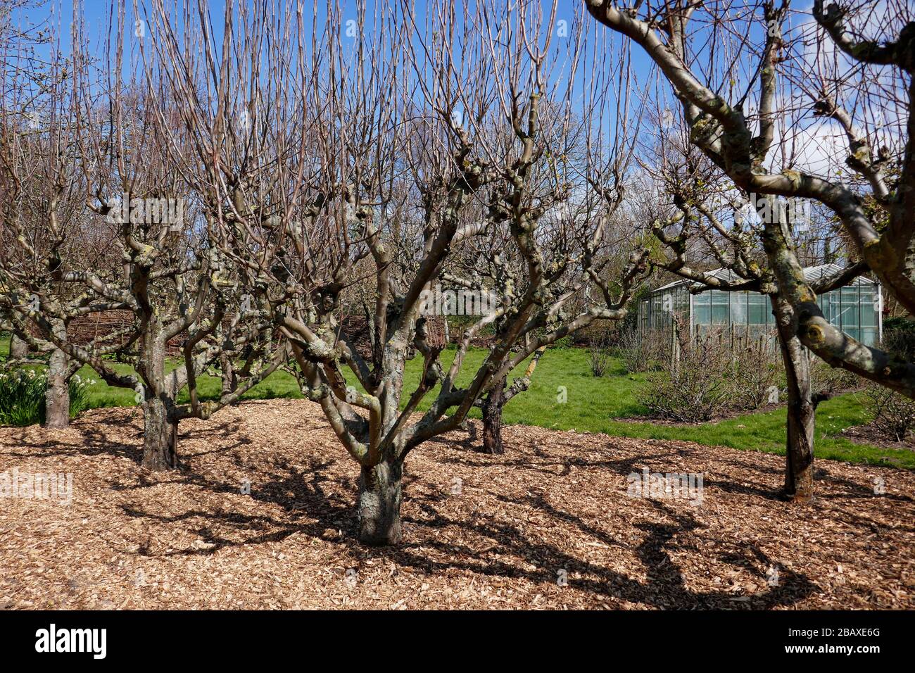 Rangée d'arbres fruitiers au printemps en Hollande Banque D'Images