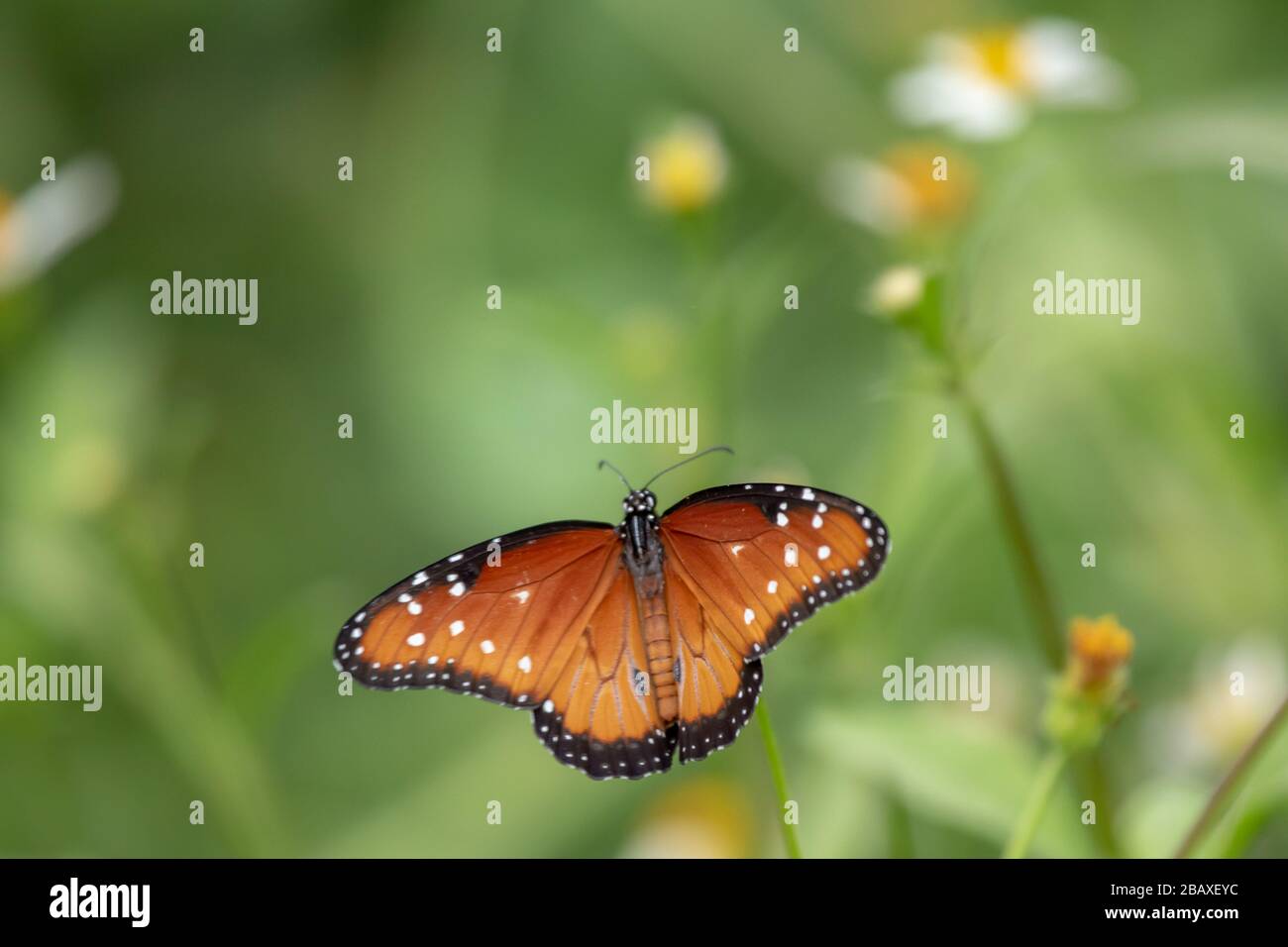 Le grand papillon (Danaus goippus) est l'un des nombreux insectes qui tirent des défenses chimiques contre ses prédateurs de sa plante alimentaire. Banque D'Images