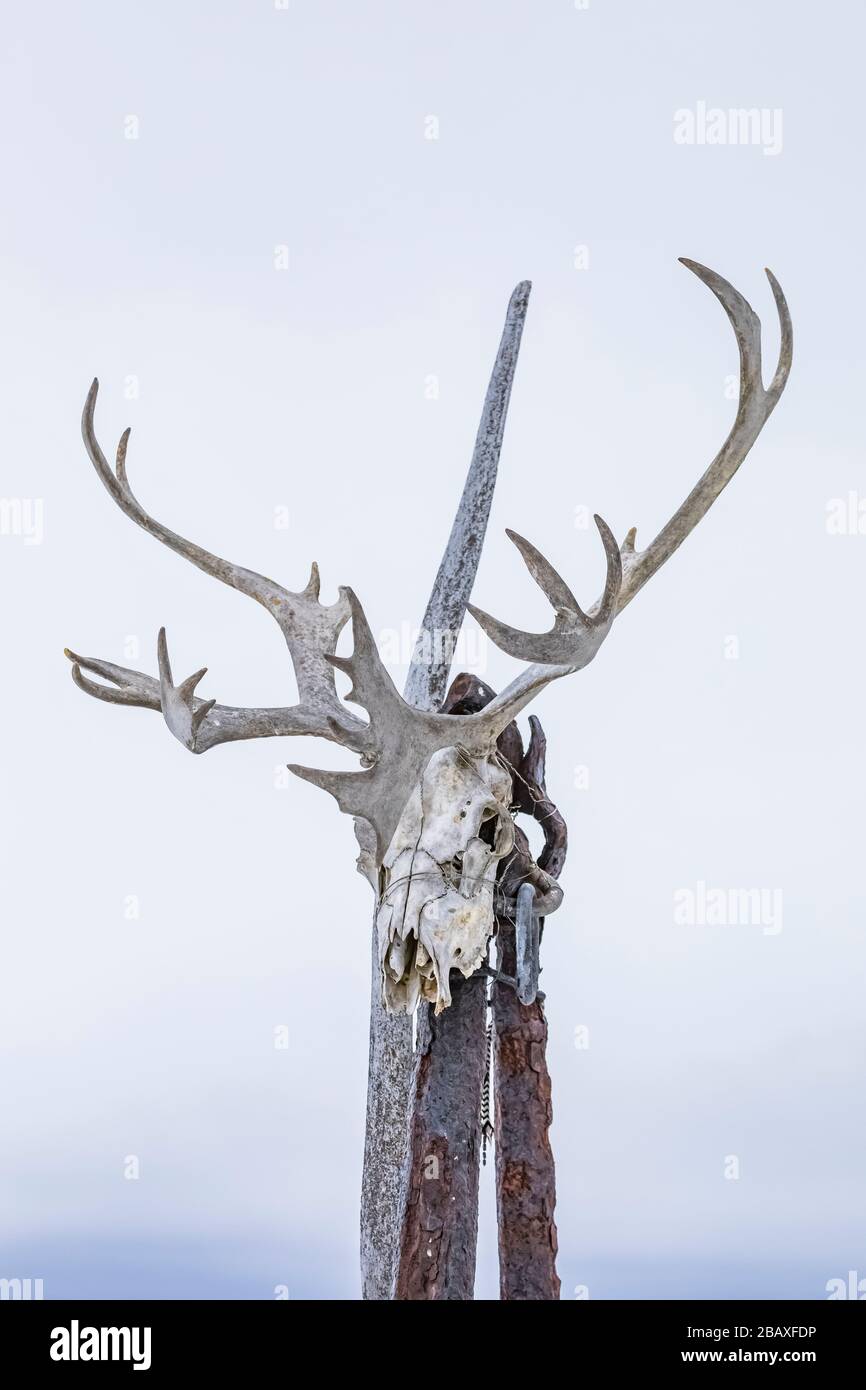 Caribous des bois migrateurs, caribous de Rangifer tarandus, crâne et bois d'appui dans le bras Joe Batt sur l'île Fogo, Terre-Neuve, Canada [pas de mainlevée de propriété; Banque D'Images