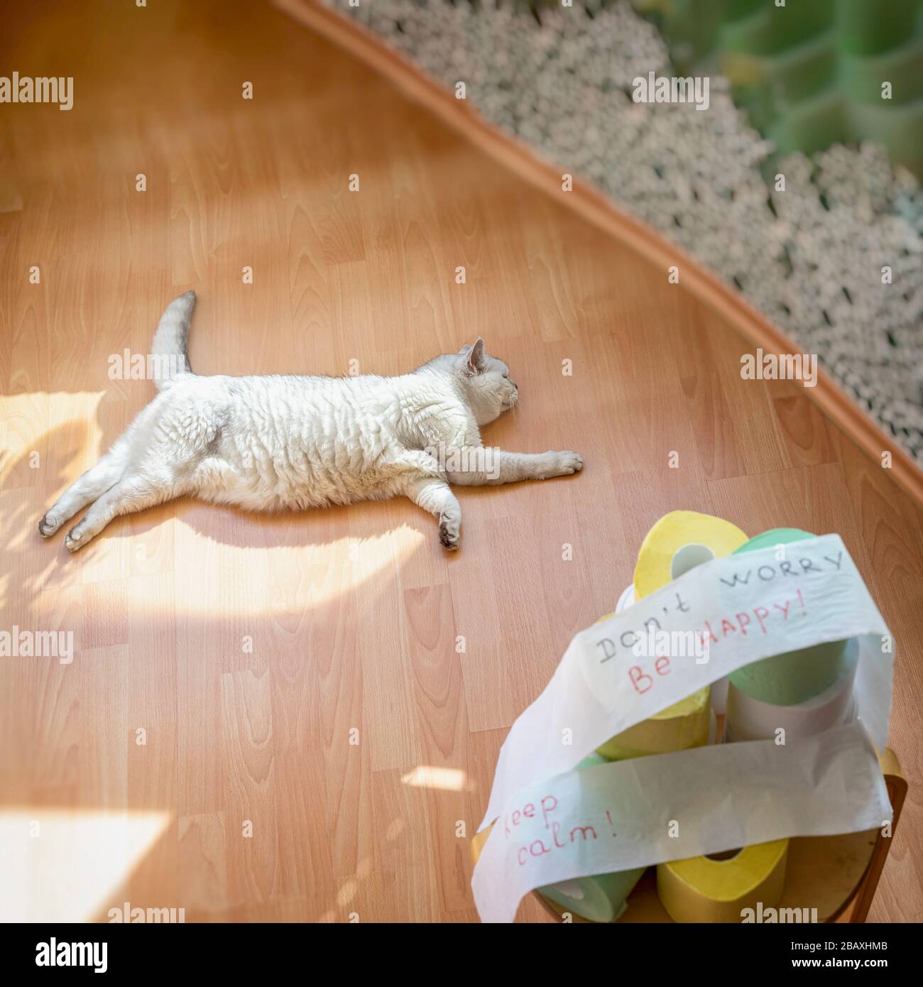 Chat serein allongé sur le sol sous les rayons du soleil, se reposant à côté d'une pile floue de rouleaux de papier de toilette avec des phrases de motivation pour être calme et heureux Banque D'Images