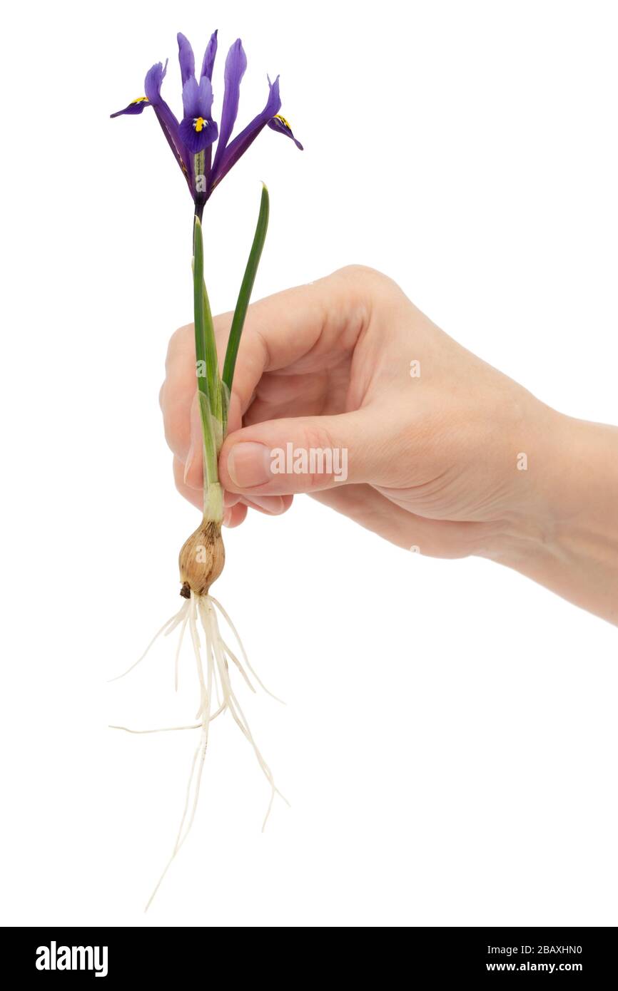 La main femelle tient une fleur violette d'iris, lat. iris reticulata, avec  bulbe et racines, isolée sur fond blanc Photo Stock - Alamy