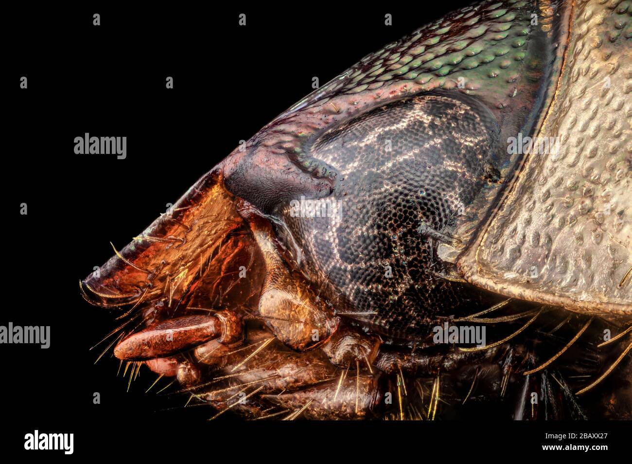 Portrait de profil d'un scarabée japonais Banque D'Images