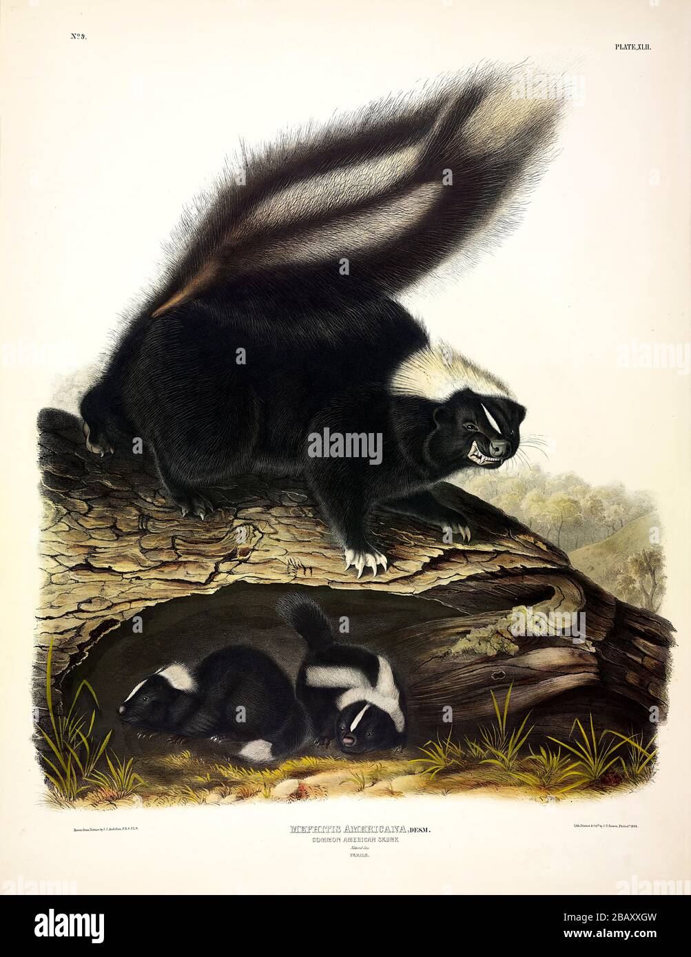 Plaque 42 Skunk américaine commune (Mephitis Americana) (Striped Skunk) la vivivipare QUADRUPEDS d'Amérique du Nord, John James Audubon, image de haute qualité Banque D'Images