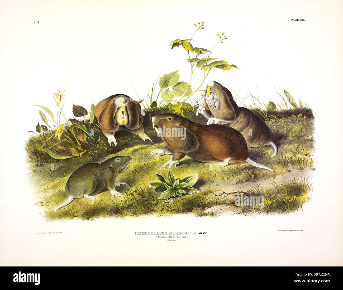 Plaque 44 Canada pouched Rat (Plains Pocket Gopher) le viviviparous QUADRUPEDS de l'Amérique du Nord, John James Audubon, image de qualité très haute résolution Banque D'Images