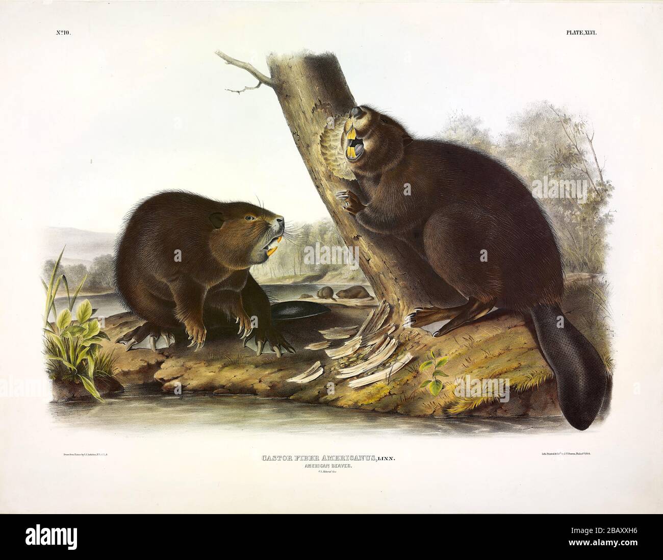 Plaque 46 American Beaver (Castor Fiber) de la viviviparous QUADRUPEDS d'Amérique du Nord, John James Audubon, image éditée de très haute résolution Banque D'Images