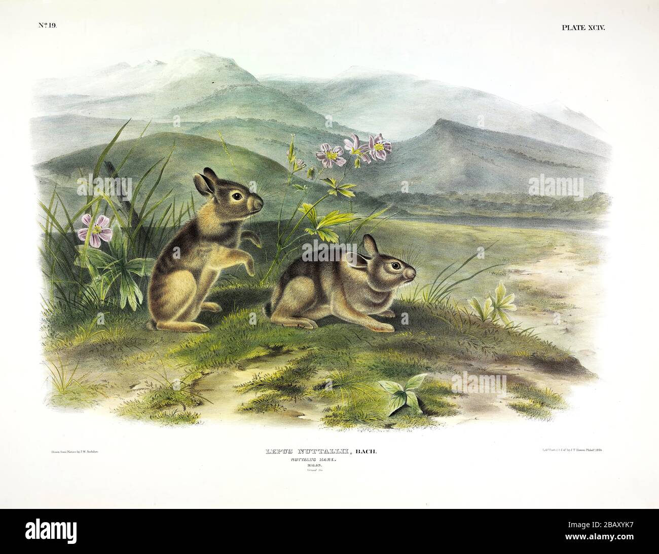 Plaque 94 le lièvre de Nuttall (Lepus nuttallii) (Mountain Cottontail) le vivivipari QUADRUPEDS d'Amérique du Nord, John James Audubon, image haute résolution Banque D'Images