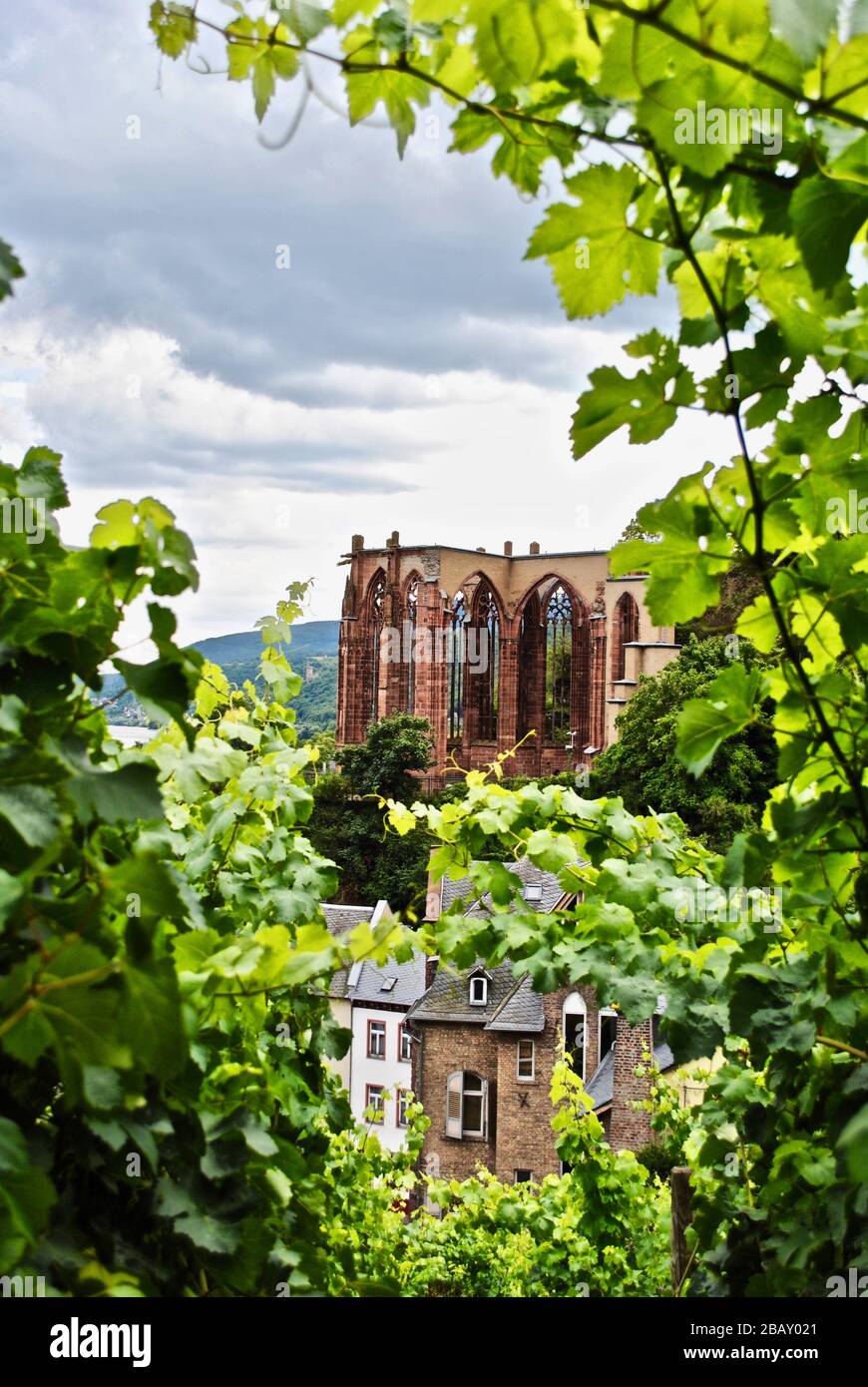 La chapelle de Wernerkapelle est en ruines visibles à travers un vignoble vert à Bacharach en Rhénanie-Palatinat, en Allemagne. Wernerkapelle, un site touristique de Rheinromantik. Banque D'Images