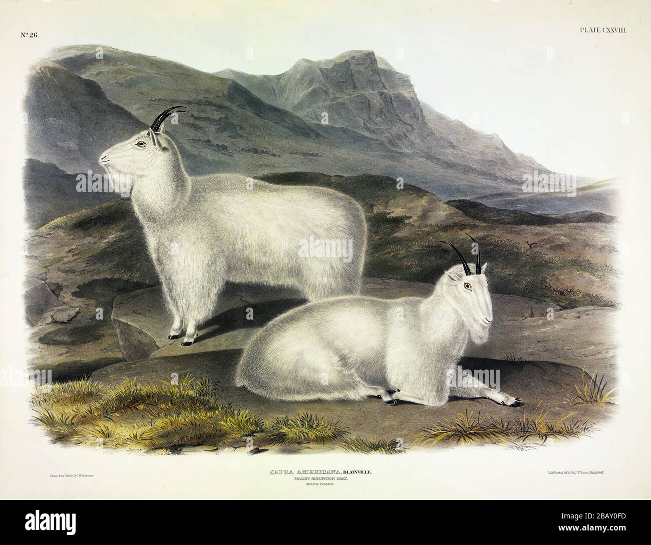 Plaque 128 Rocky Mountain Goat (Capra Americana) le vivivipari QUADRUPEDS d'Amérique du Nord, John James Audubon, très haute résolution et image de qualité Banque D'Images