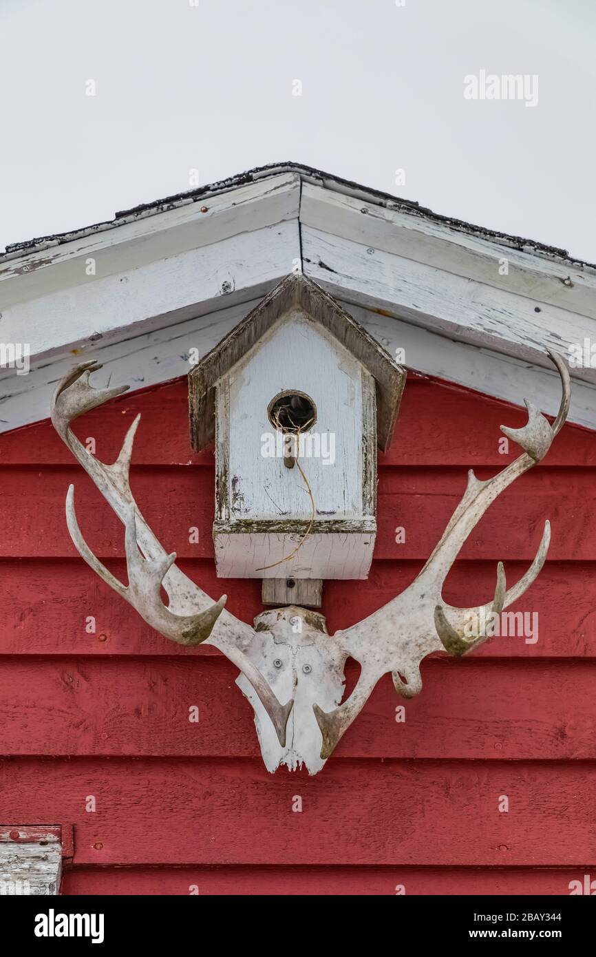 Bois de caribous et birdhouse sur scène à la maison de Desmond Adams dans Joe Batt's Arm sur l'île Fogo, Terre-Neuve, Canada [sans mainlevée de propriété; dispo Banque D'Images