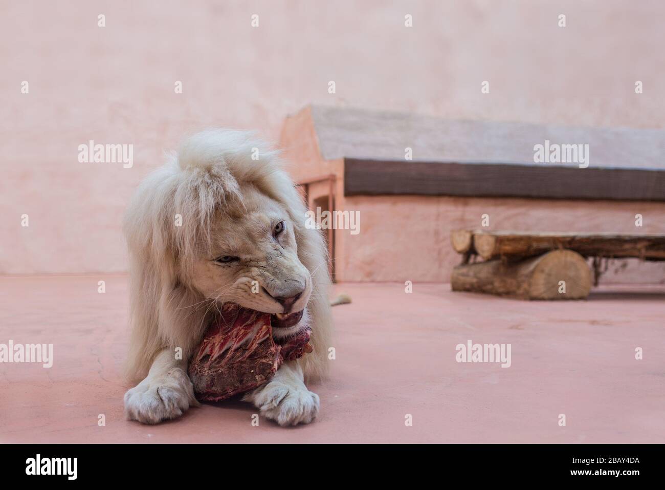 Lion Blanc Aux Yeux Bleus Banque D Image Et Photos Alamy Lion Blanc Aux Yeux Bleus Banque D Image Et Photos Alamy