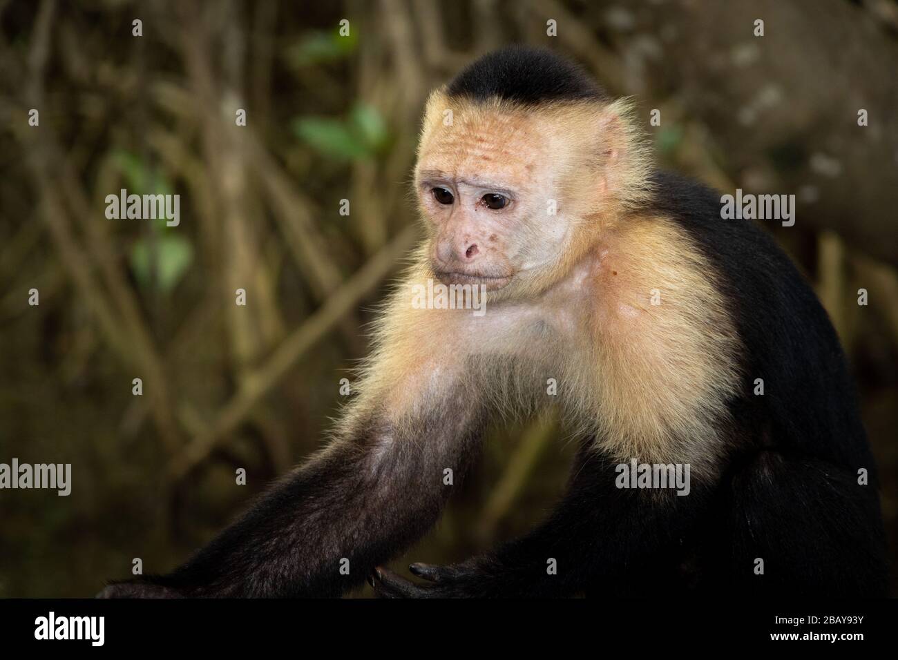 Un singe de capuchin à face blanche (imateur Cebus) dans les mangroves d'Isla Damas au Costa Rica. Banque D'Images