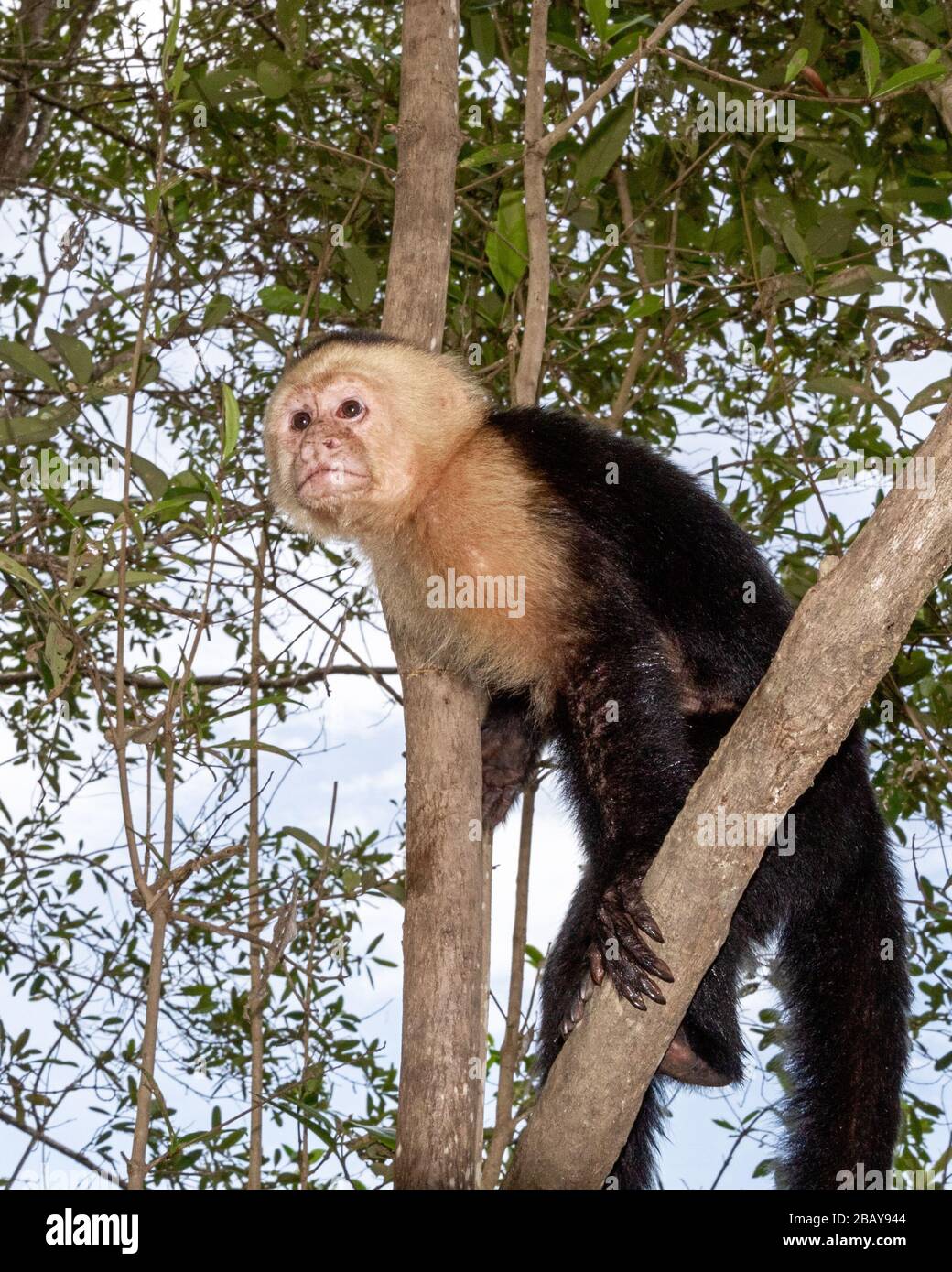 Un singe de capuchin à face blanche (imateur Cebus) dans les mangroves d'Isla Damas au Costa Rica. Banque D'Images