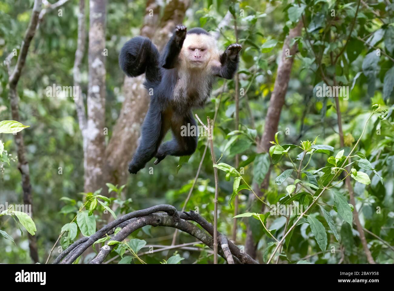 Un singe de capuchin à face blanche (l'imitateur de Cebus) traverse les arbres de la forêt nuageuse du Costa Rica. Banque D'Images
