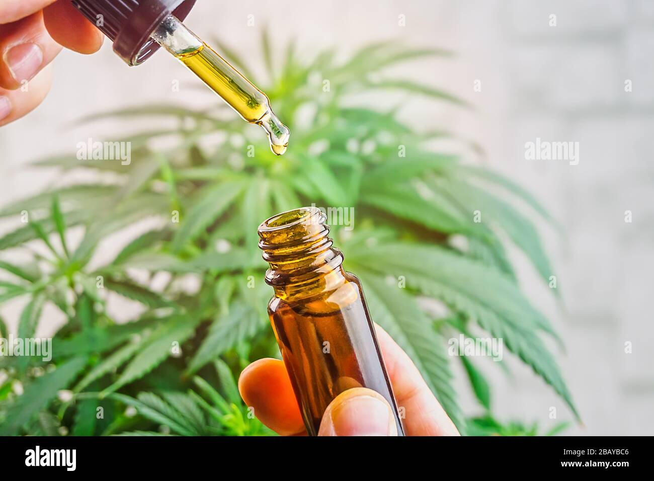 Bouteille d'huile de cannabis à la main contre la plante de marijuana, huile de CBD dans la pipette Banque D'Images