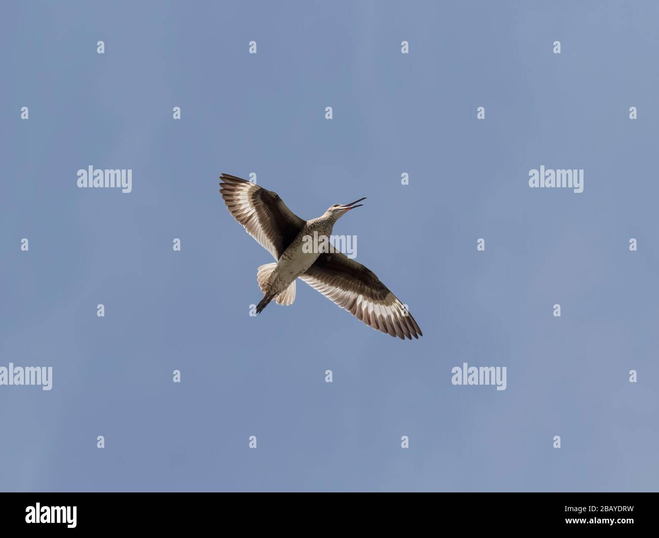 Willet (Tringa semipalmata) volant dans un ciel bleu, Galveston Island, Texas, États-Unis Banque D'Images