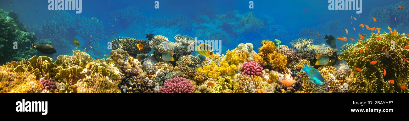 Monde sous-marin. Poissons de corail de la mer Rouge. Banque D'Images