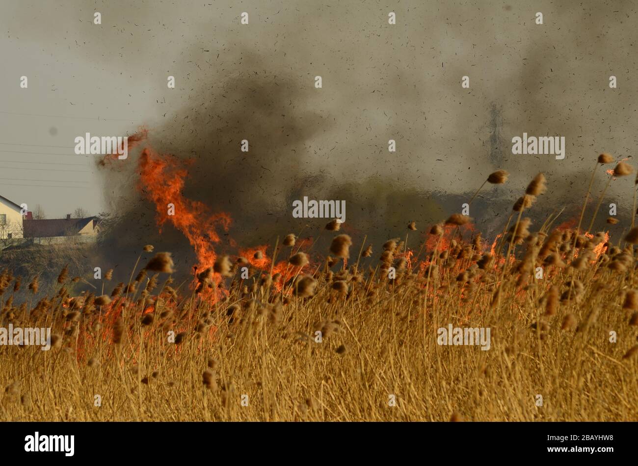 zone côtière du ruisseau marsh, forte fumée du feu de liana surcroissance. Les feux de printemps des roseaux secs s'approchent dangereusement des maisons de village par rivière Banque D'Images