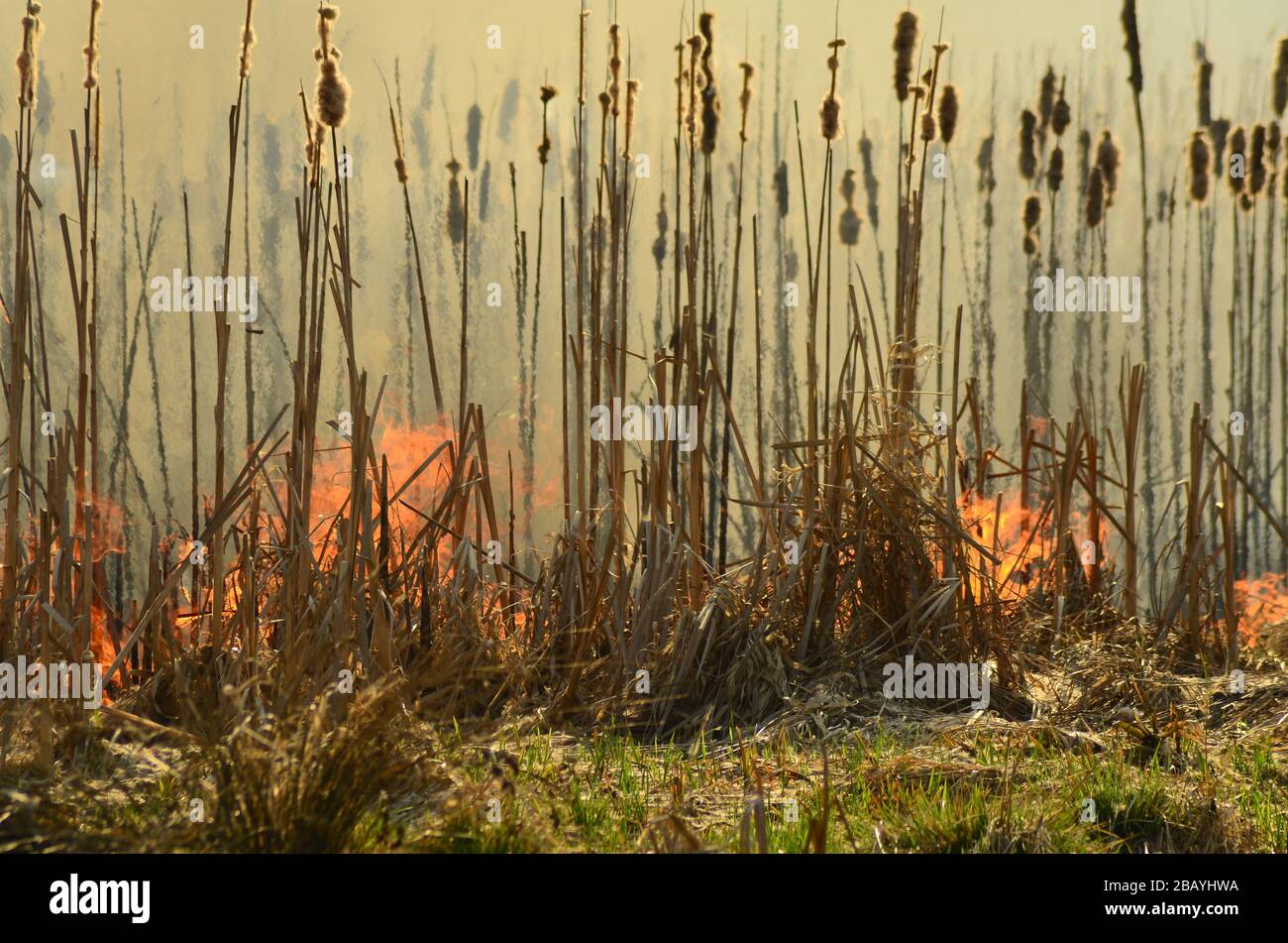 zone côtière du ruisseau marsh, forte fumée du feu de liana surcroissance. Les feux de printemps des roseaux secs s'approchent dangereusement des maisons de village par rivière Banque D'Images
