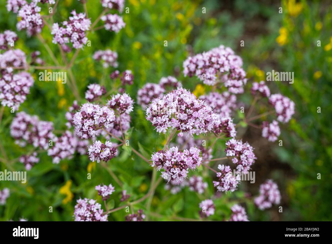 Vue rapprochée de la pinc tendre et des têtes de fleurs lilas de l'origan florissant, origanum vulgare. Mise au point sélectionnée, arrière-plan flou. Admirer la beauté A Banque D'Images