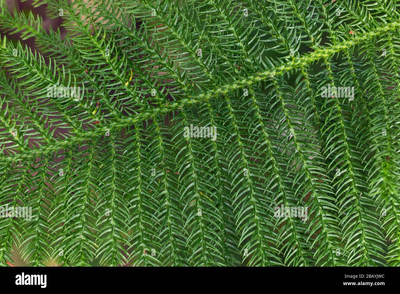 Vue rapprochée de la jeune branche de sapin vert moelleux. PIN de l'île Norfolk, araucaria heterophylla. Fond d'écran ou concept d'arrière-plan de la nature. Élément de C Banque D'Images