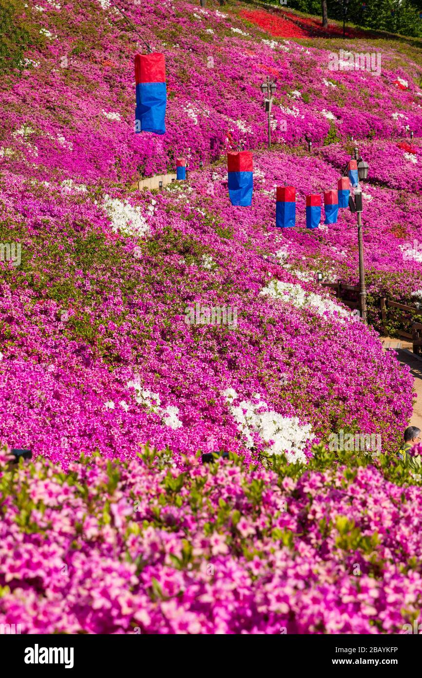 Image verticale de la lampe de lanterne en papier dans un champ de fleurs d'azalea mauve en Corée du Sud. Banque D'Images