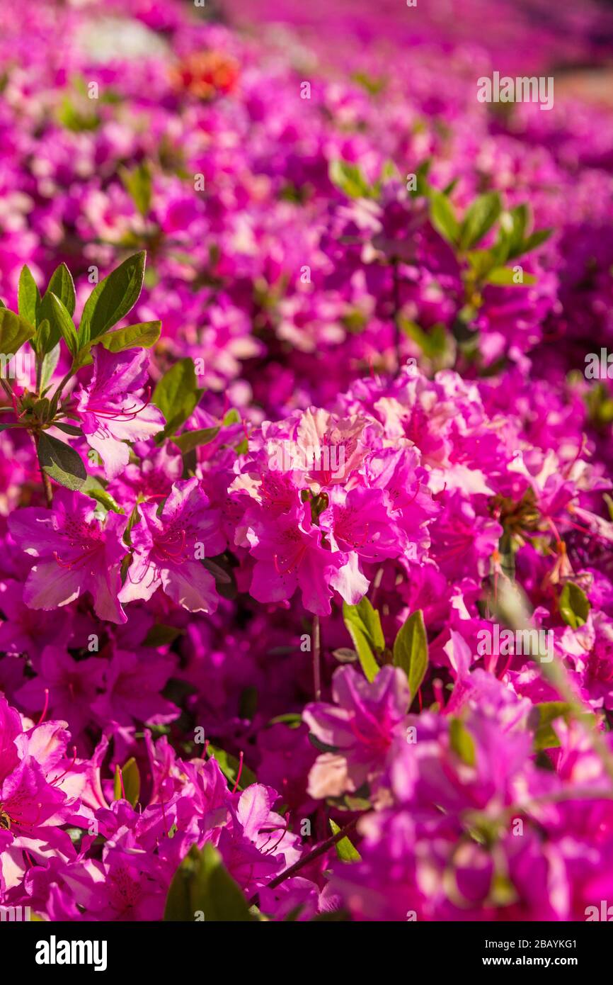 Fleurs d'azalea violettes fleuries dans un jardin. Festival de printemps en Corée du Sud. Banque D'Images