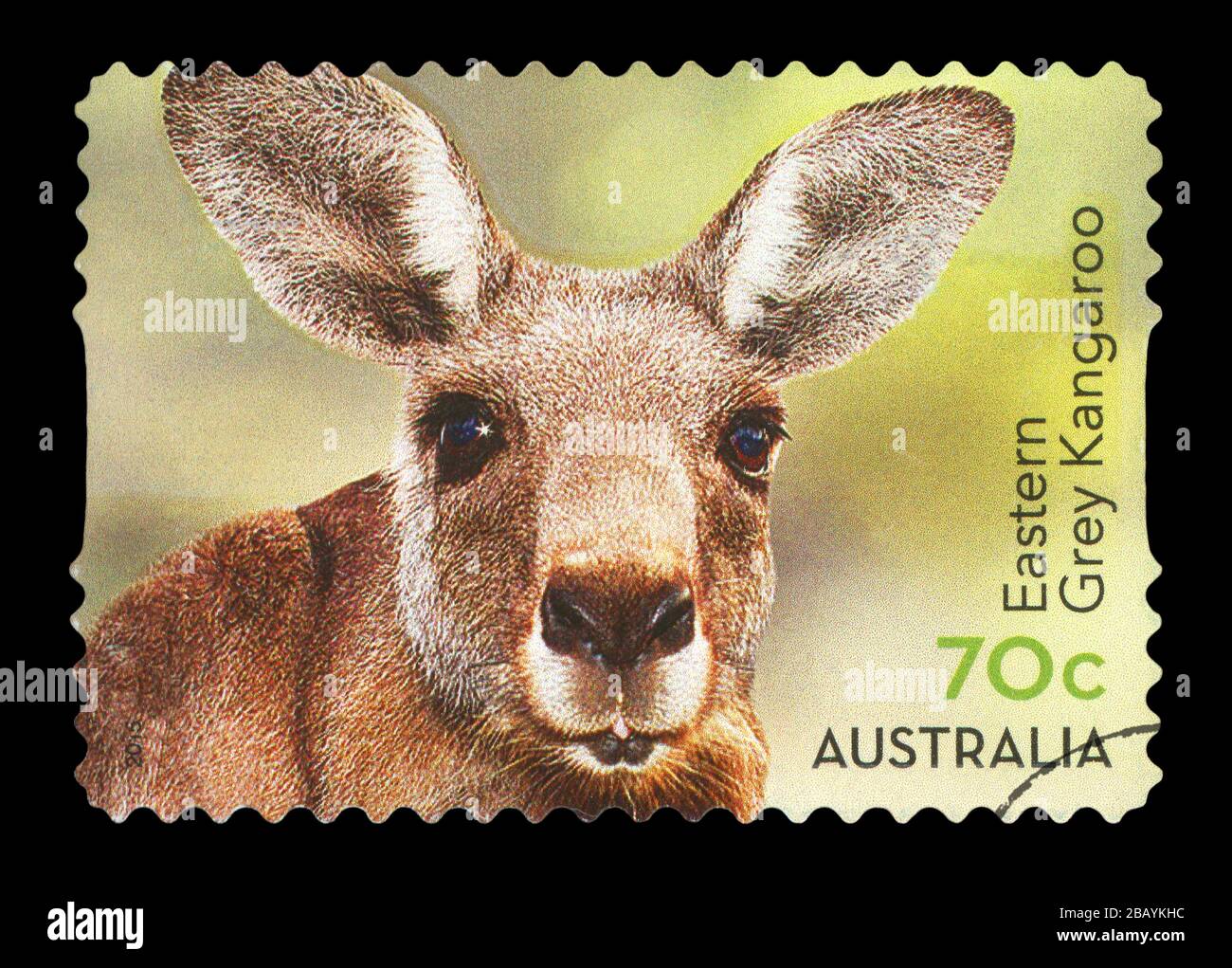 L'AUSTRALIE - circa 2015 : timbre imprimé dans l'Australie présente le kangourou gris, série animaux australiens, vers 2015 Banque D'Images