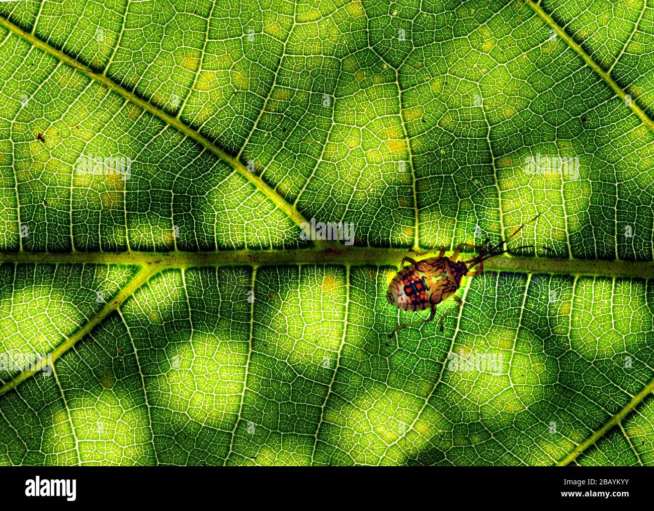 Beauté de la nature Banque D'Images