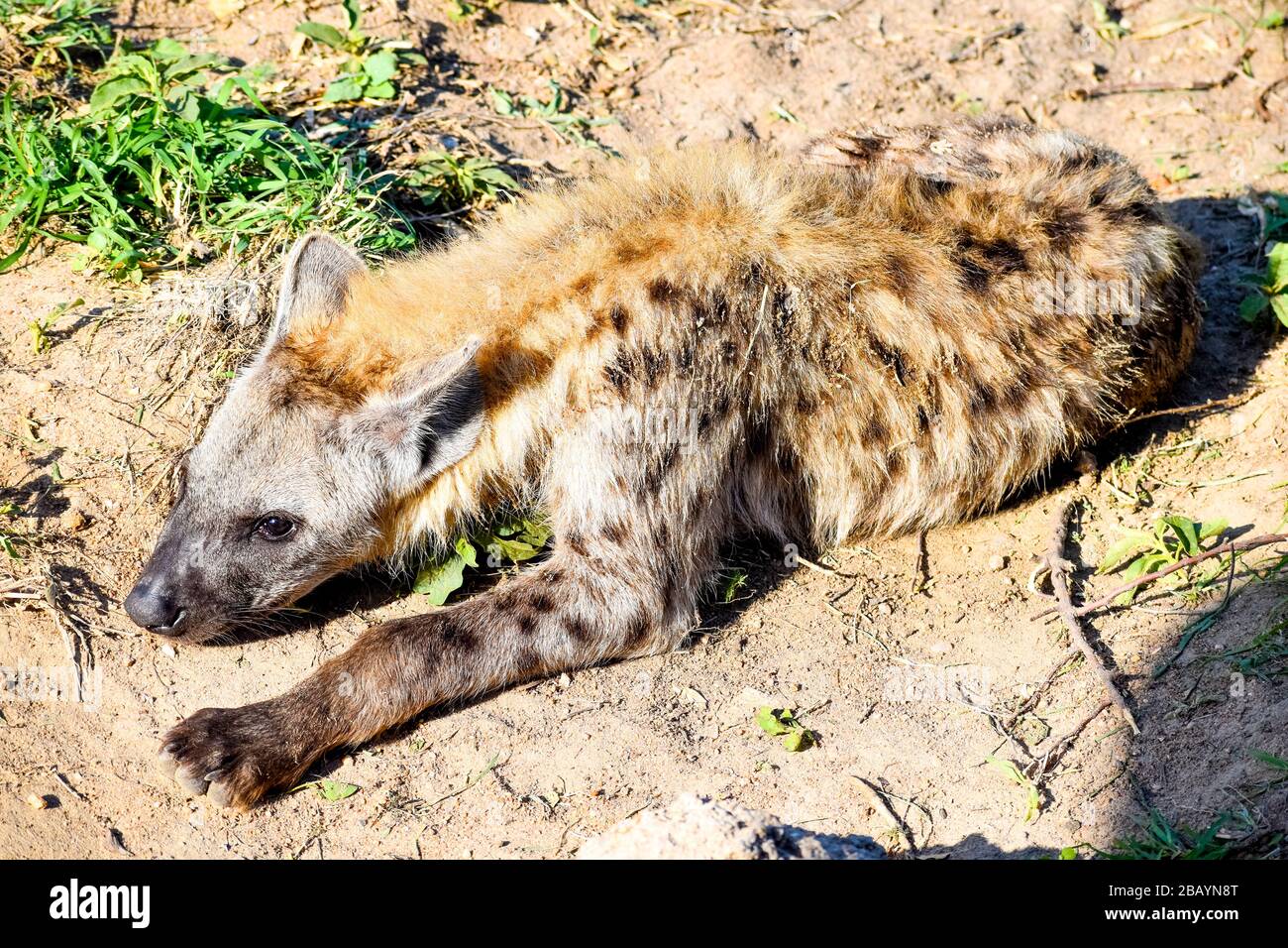 Une hyène tachetée Banque D'Images