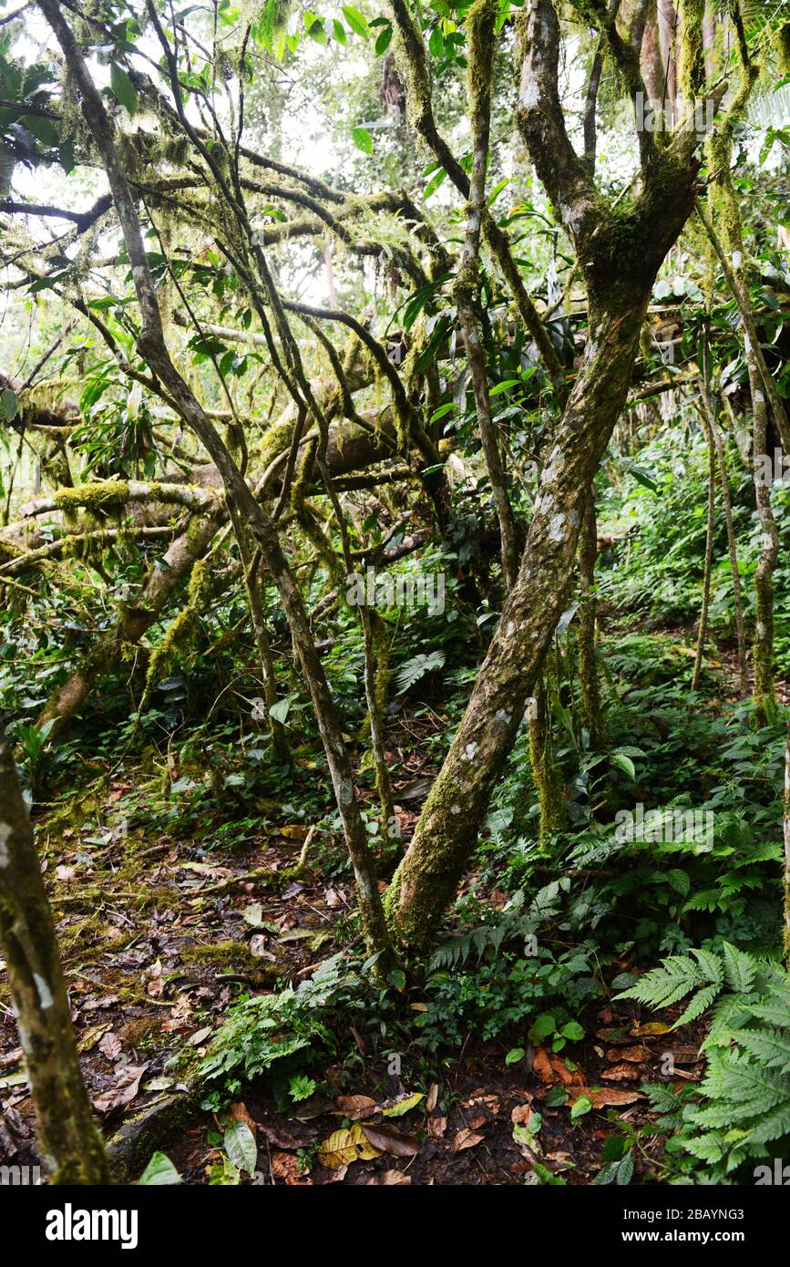 L'arbre du café mère dans la forêt de café de Mankira dans la région de Kaffa en Ethiopie. Banque D'Images