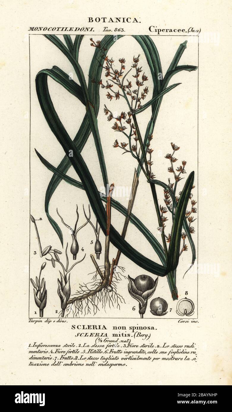 Nutrush, Scleria mitis. Scleria non spinosa. Gravure en copperplate aux couleurs vives du Dizionario delle Scienze Naturali d'Antoine Laurent de Jussieu, Dictionnaire des sciences naturelles, Florence, Italie, 1837. Illustration gravée par Corsi, dessinée et dirigée par Pierre Jean-François Turpin, et publiée par Batelli e Figli. Turpin (1775-1840) est considéré comme l'un des plus grands illustrateurs botaniques français du XIXe siècle. Banque D'Images