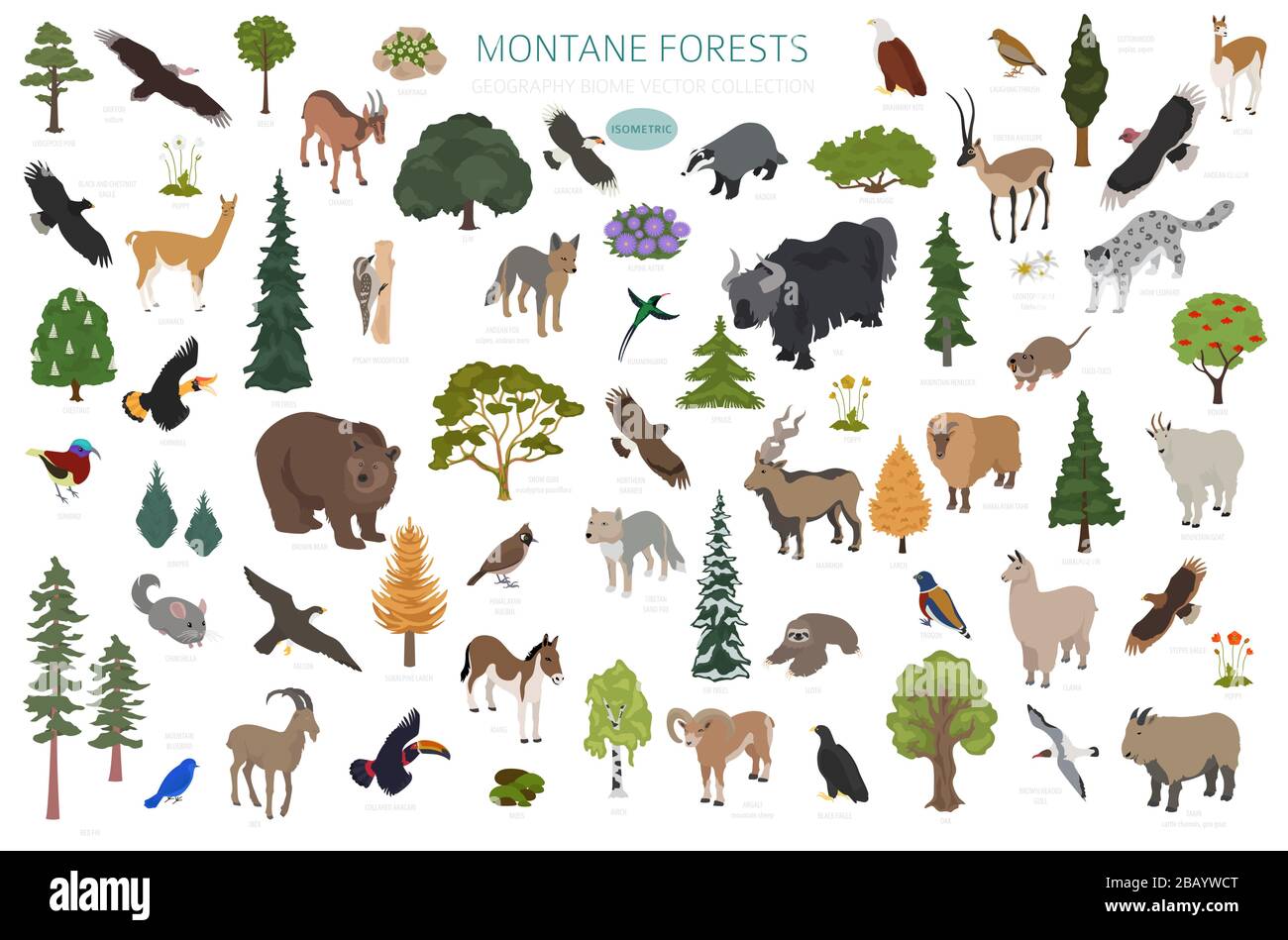 Biome de la forêt montagnarde, infographie de la région naturelle. Version isométrique. Carte mondiale de l'écosystème terrestre. Les animaux, les oiseaux et les plantes conception de l'écosystème Illustration de Vecteur