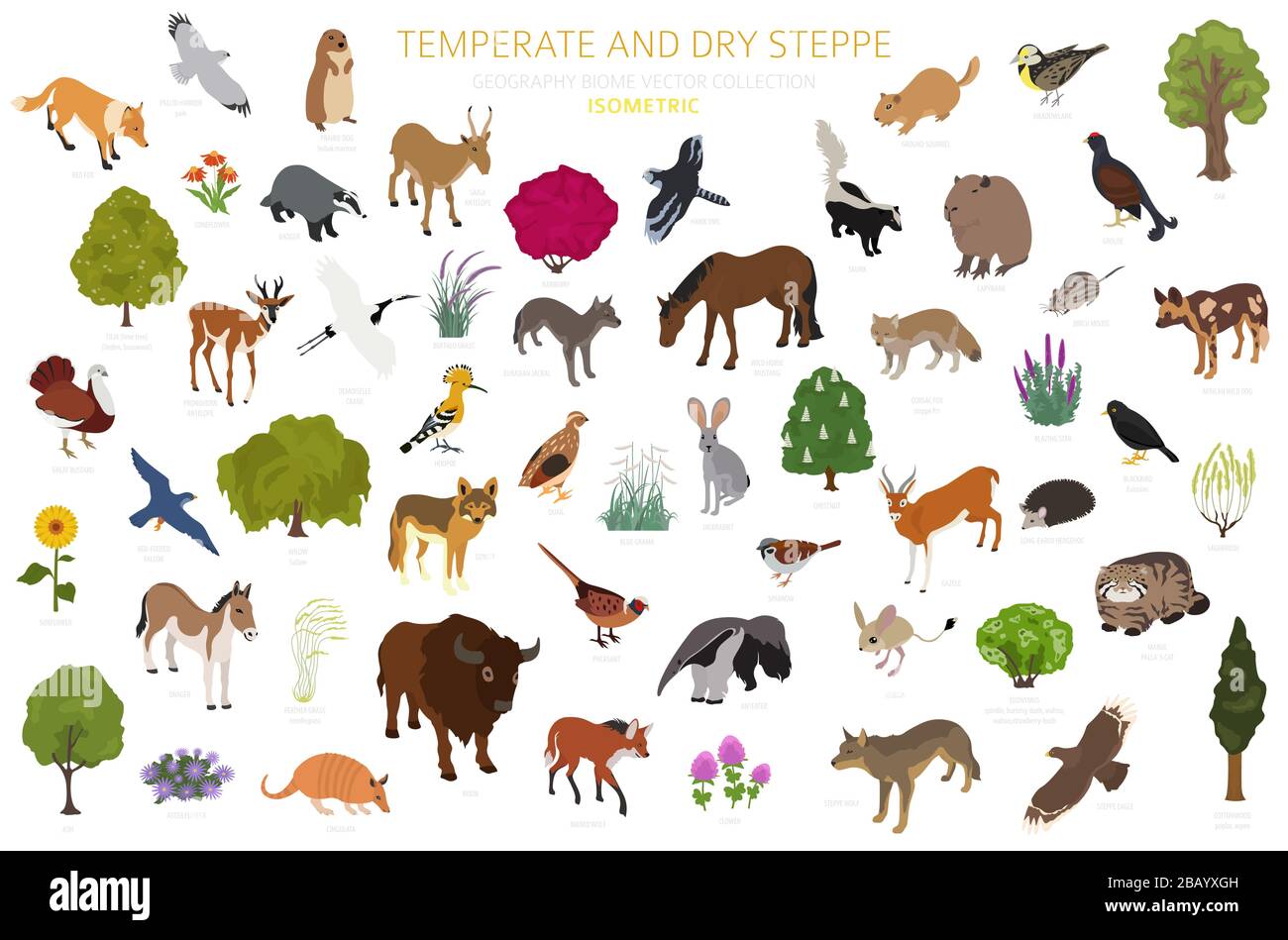 Biome de steppe tempérée et sèche, infographie isométrique de la région naturelle. Prarie, steppe, herbage, pampas. Carte mondiale de l'écosystème terrestre. Animaux, bir Illustration de Vecteur