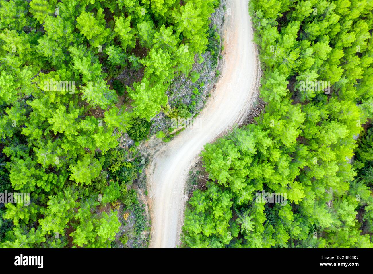 Vue aérienne d'une forêt au printemps avec un chemin étroit Banque D'Images
