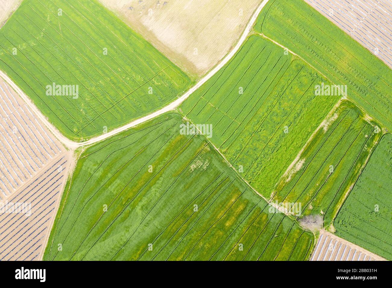 Une vue aérienne d'immenses champs de plantes agricoles, divisée par le chemin. Plantes vertes ci-dessous Banque D'Images
