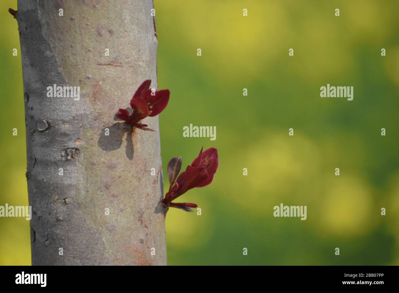 vue détaillée des feuilles brunâtre qui poussent d'une branche d'arbre Banque D'Images