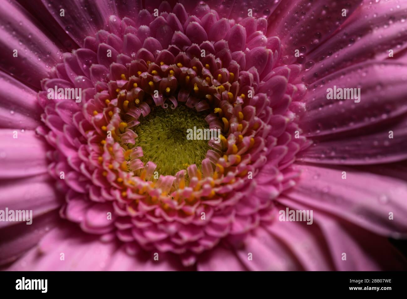Fleur de Gerbera rose isolée sur fond noir Banque D'Images