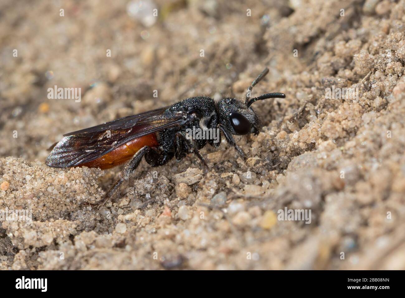 Blutbiene, Große Blutbiene, Riesen-Blutbiene, Auen-Buckelbiene, Auen-Blutbiene, Weibchen, Sphecodes albilabris, Sphecfusodes cipennis, Sweat bee, Hali Banque D'Images