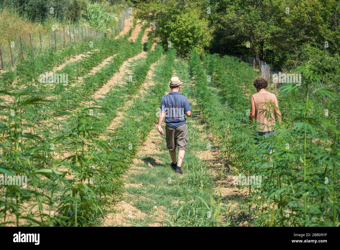 Marijuana plantes légales croissance dans le champ de Toscane pour usage médical Banque D'Images