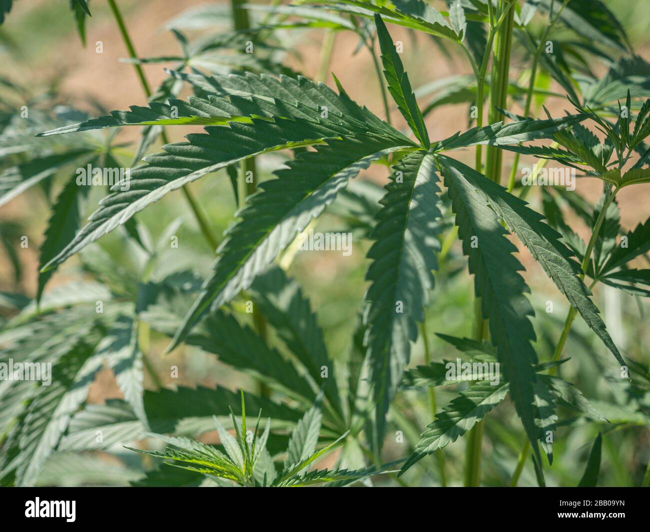 Marijuana plantes légales croissance dans le champ de Toscane pour usage médical Banque D'Images
