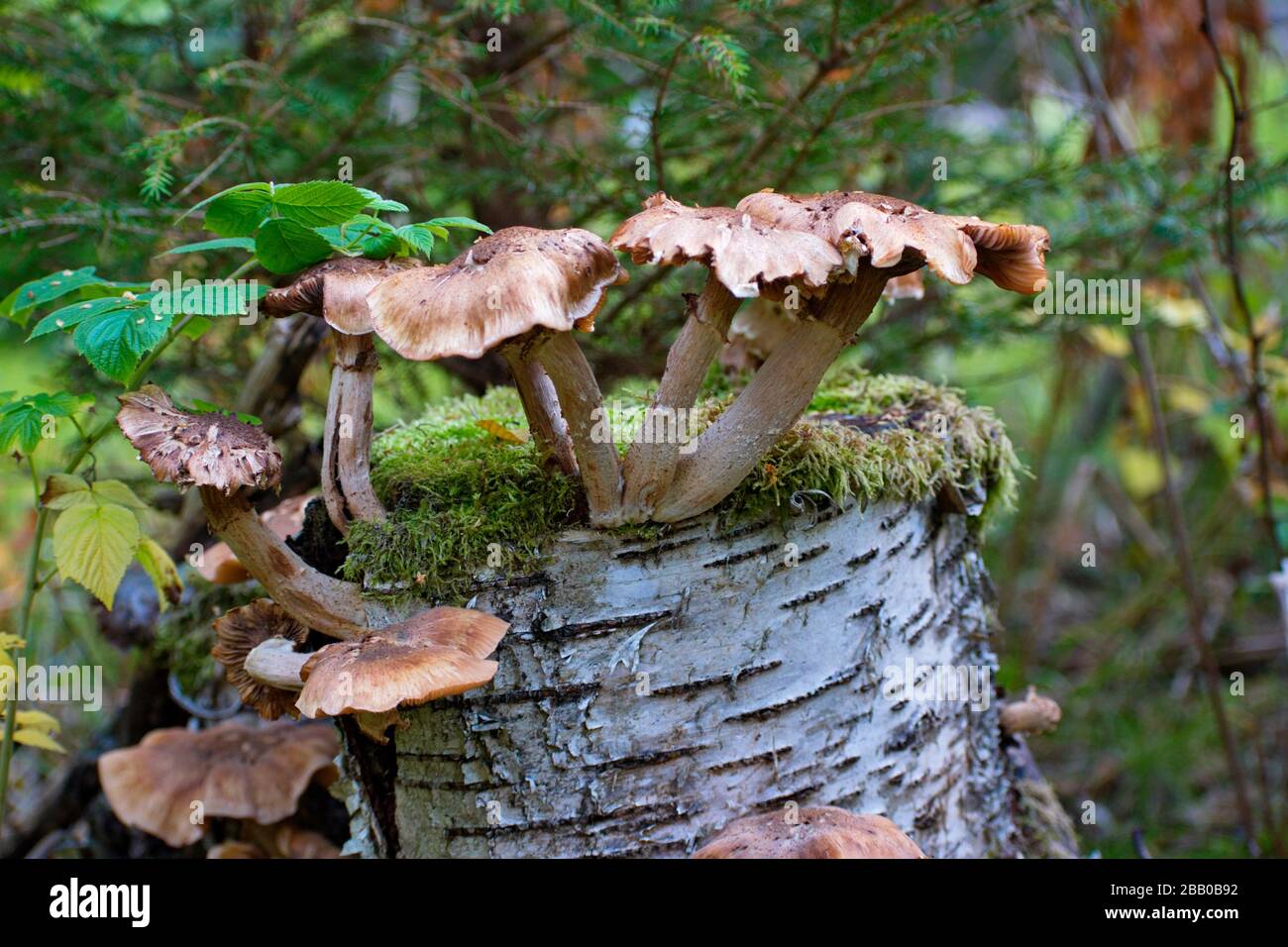 Les champignons poussent sur la souche d'un bouleau (Betula sp.) dans — free download