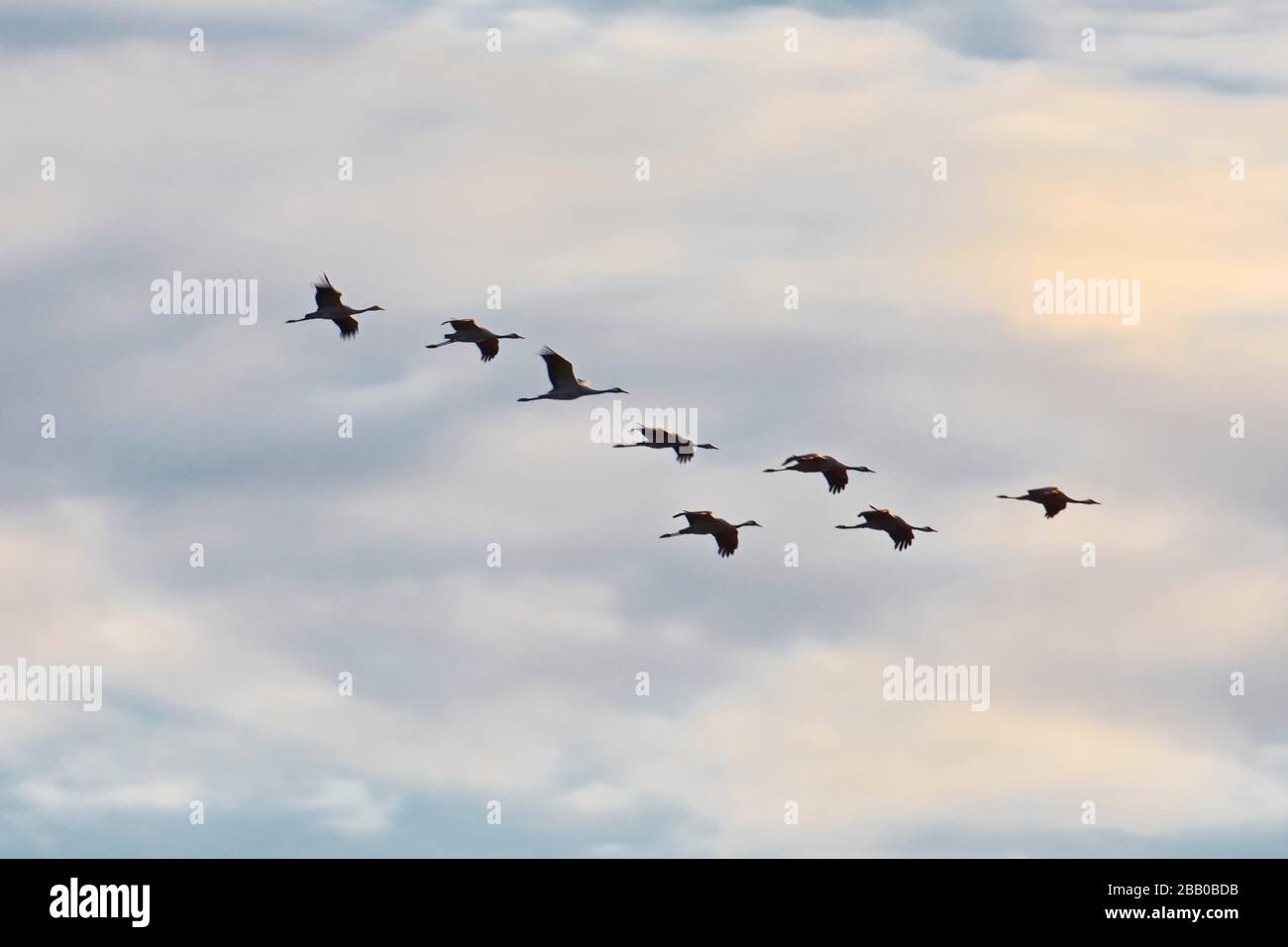 Un troupeau de grues communes (Grus gris) vole en V-formation à travers le ciel bleu peu avant le coucher du soleil. Västernorrland, Suède, Europe Banque D'Images