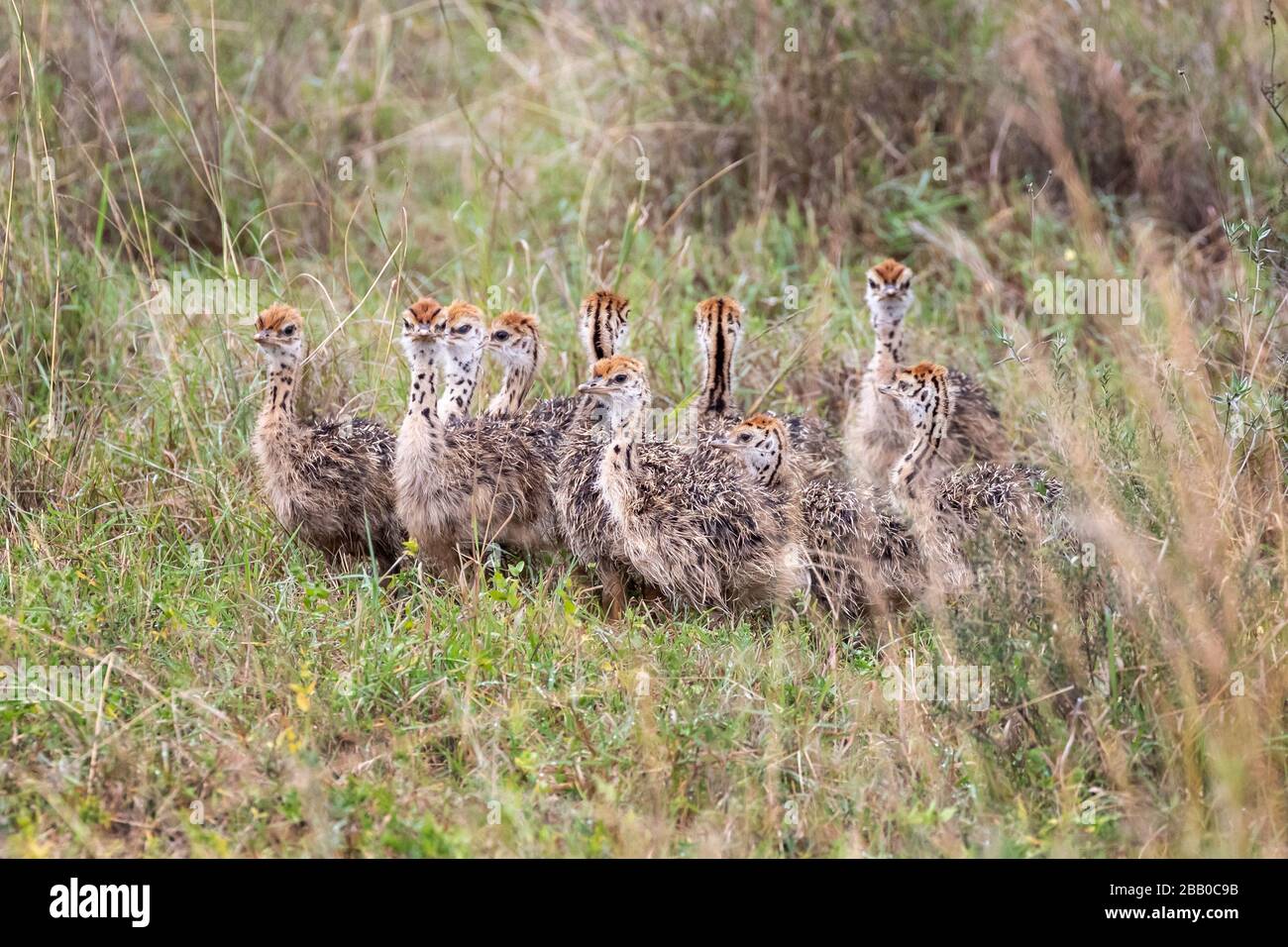 Une couvée de poussins d'autruche, Struthio camelus, caché dans la longue herbe du parc national de Nairobi, au Kenya. Banque D'Images