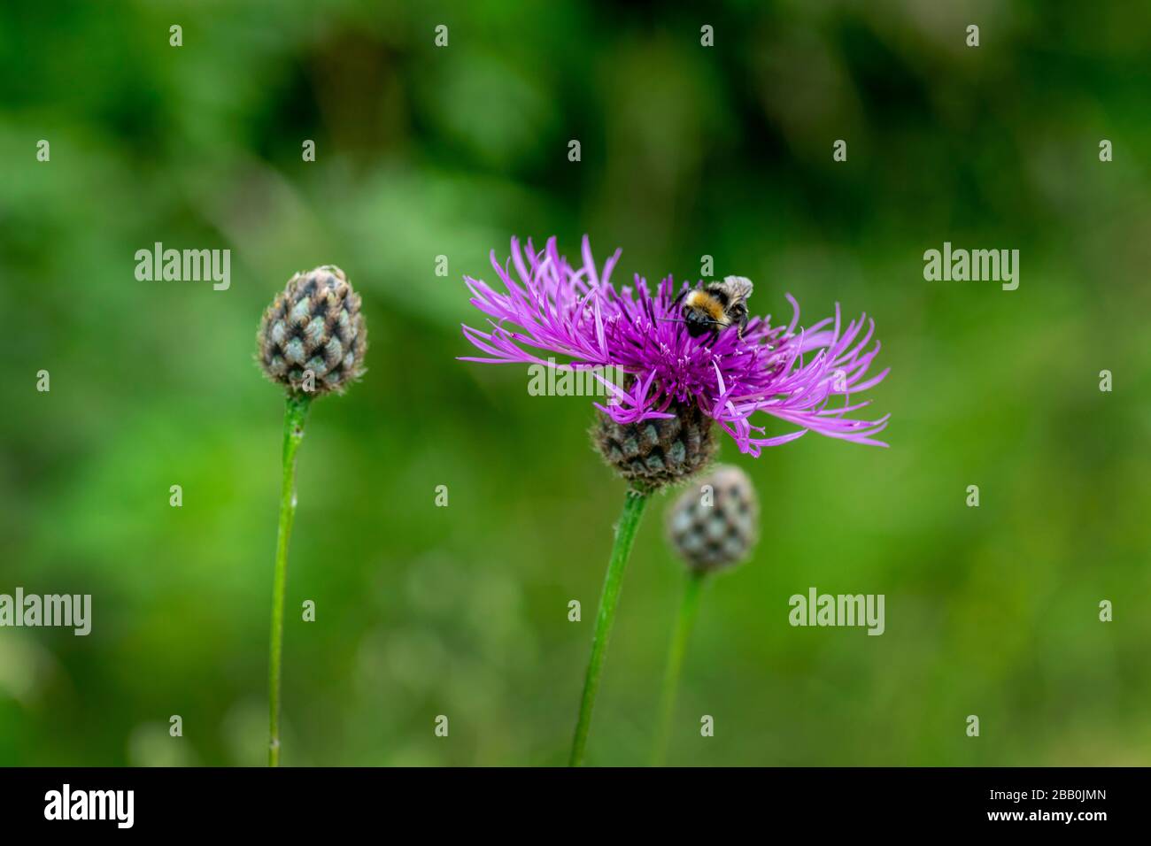 Une fleur de knapweed avec une abeille se nourrissant sur le nectar Banque D'Images
