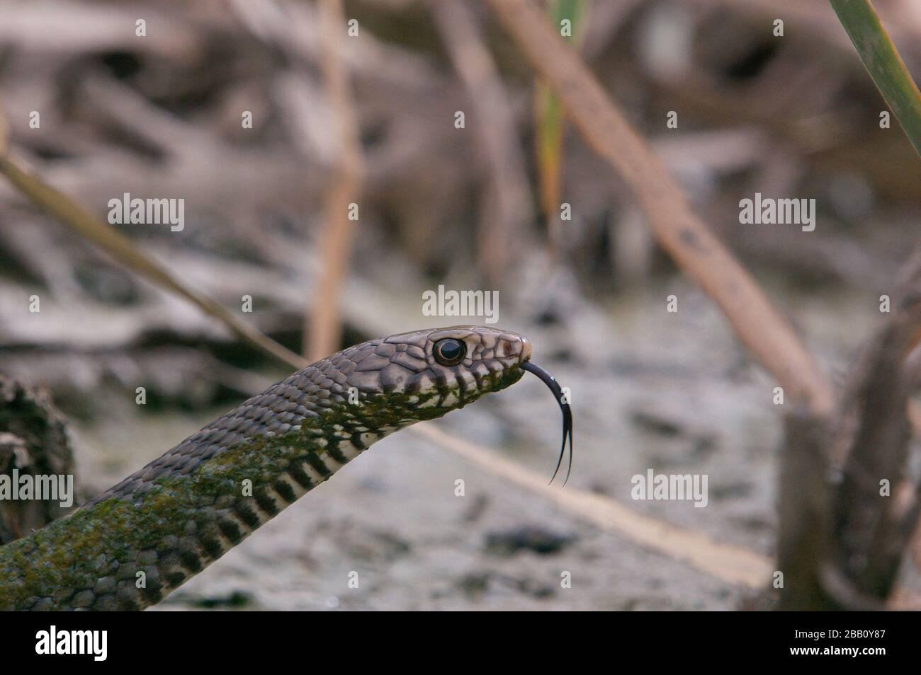 serpent de rat à la recherche de proies à l'aide de sa langue Banque D'Images