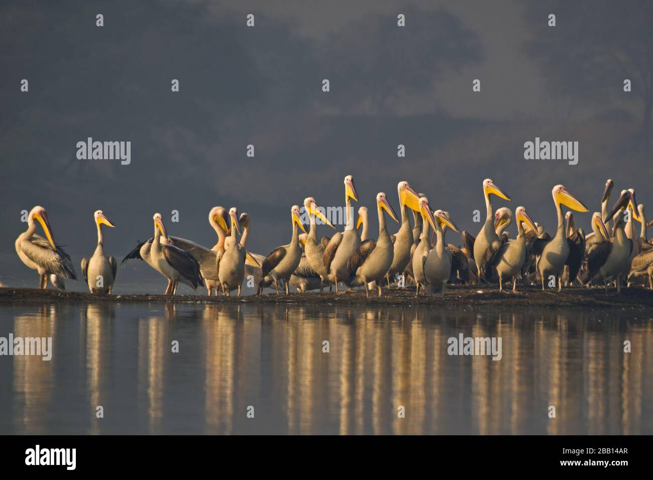 Grand pélican blanc (Pelecanus onocrotalus) au sanctuaire d'oiseaux de Thol, Gujarat, Inde Banque D'Images