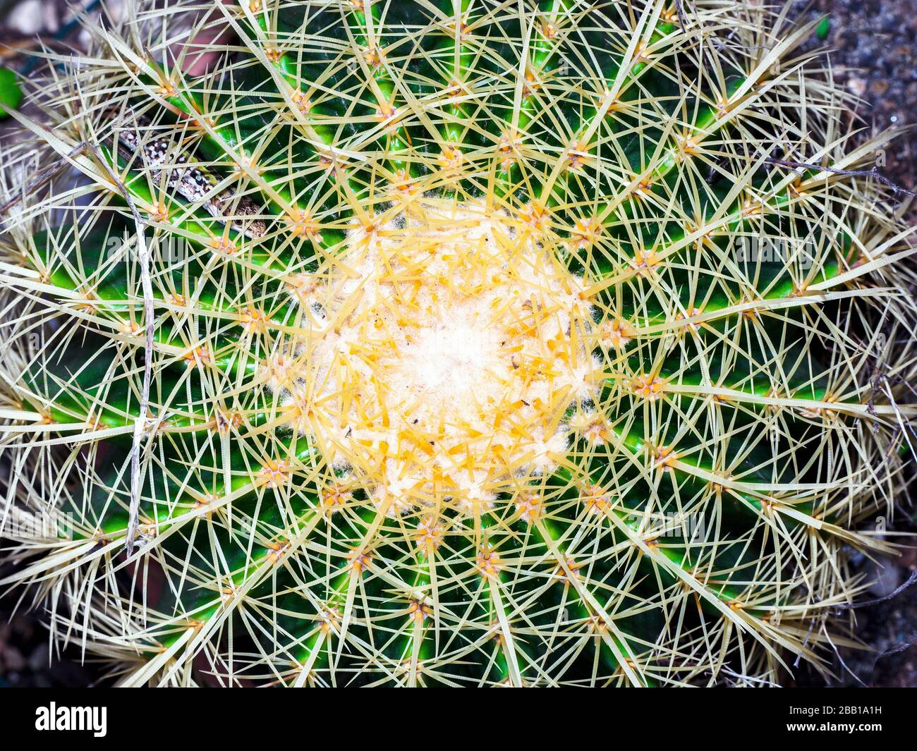 Cactus à boule dorée (Echocactus grusonii) Banque D'Images