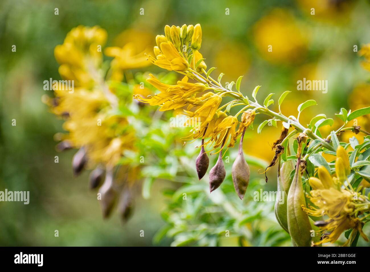 Gros plan de Peritoma arborea (connu sous le nom de bladderpod) fleurs sauvages et de graines fleuries dans un parc public dans la région de la baie de San Francisco, Californie Banque D'Images