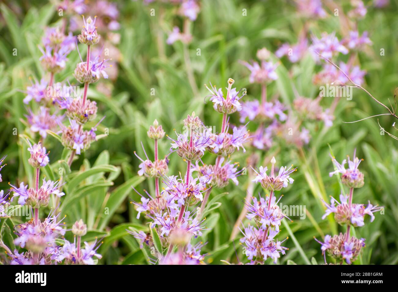 Gros plan de Cleveland sage (Salvia clevelandii) fleurit dans un parc public dans la région de la baie de San Francisco, Californie Banque D'Images