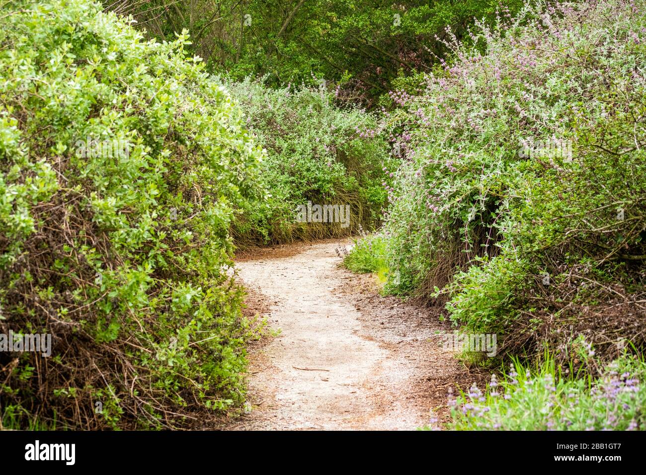 Chemin de marche étroit bordé de grands arbustes de sauge dans un parc public de Santa Clara, région de la baie de San Francisco, Californie Banque D'Images